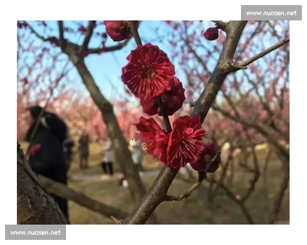 风停在接力区的榴花旁 风停在接力区的榴花旁